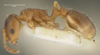 Media type: image;   Entomology 21033 Aspect: habitus lateral view